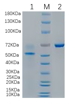 1 ug/lane, reducing conditions, 4%-20% SDS-PAGE, Coomassie Blue staining
